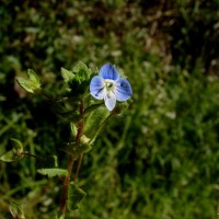 Veronica persica Poir.